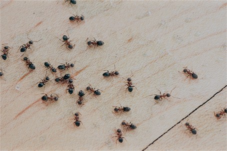 Ants Control