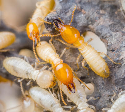 Termite Control